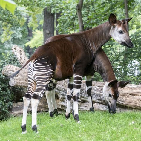 Okapi